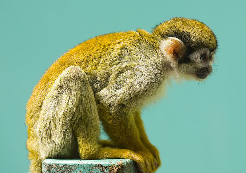 Squirrel_monkey