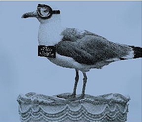 VY_Cropped_b